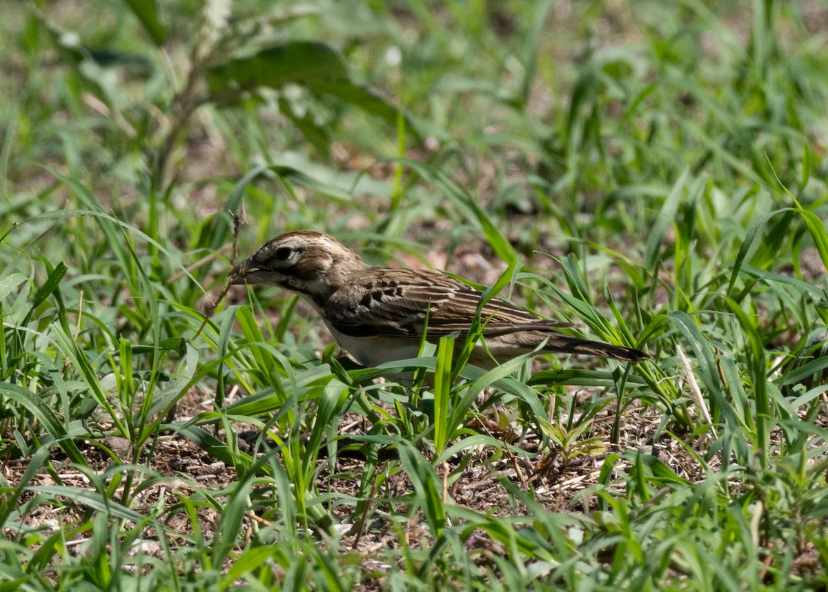 Lark Sparrow - ML646115422
