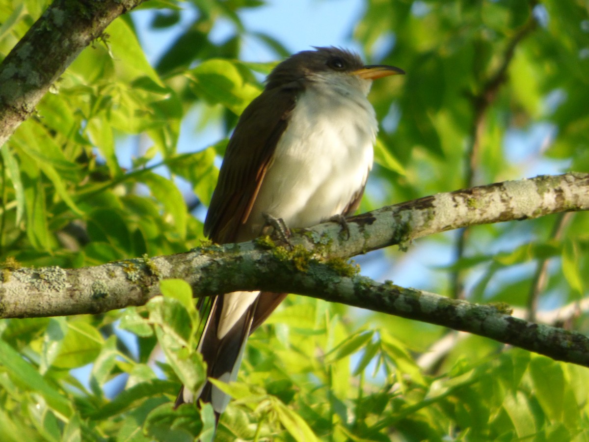 Желтоклювая пиайя - ML646115431