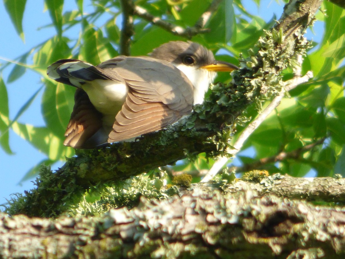 Желтоклювая пиайя - ML646115432