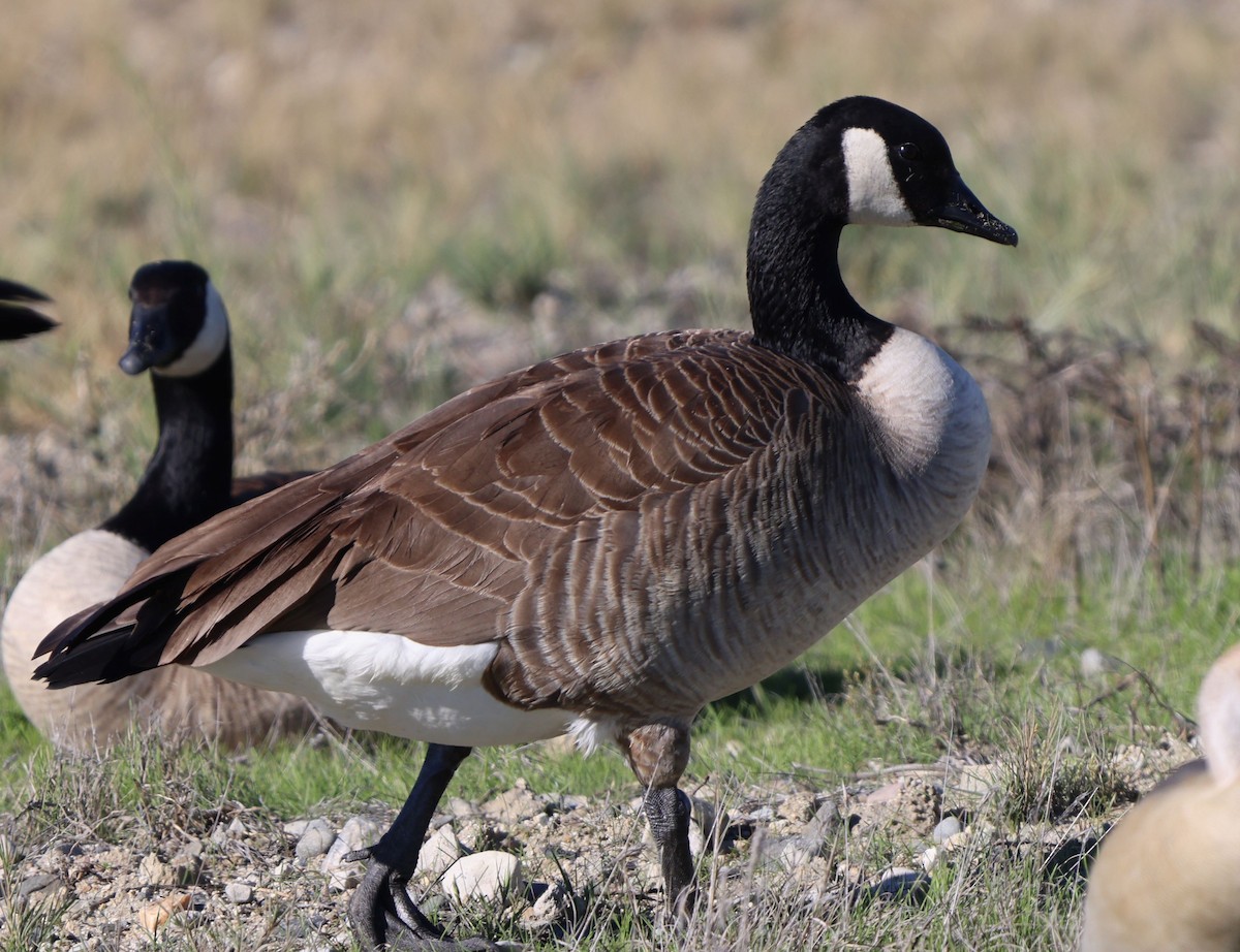 Canada Goose - ML646115434