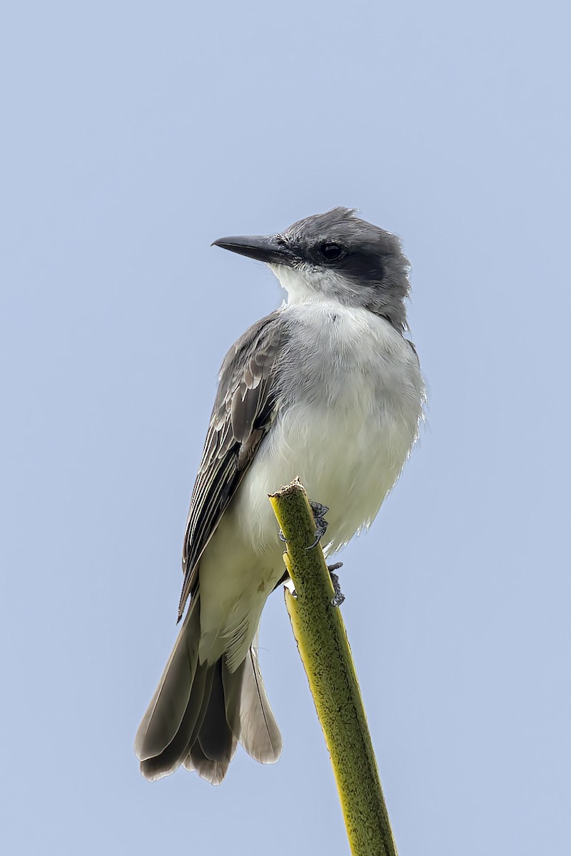 Gray Kingbird - ML646115435