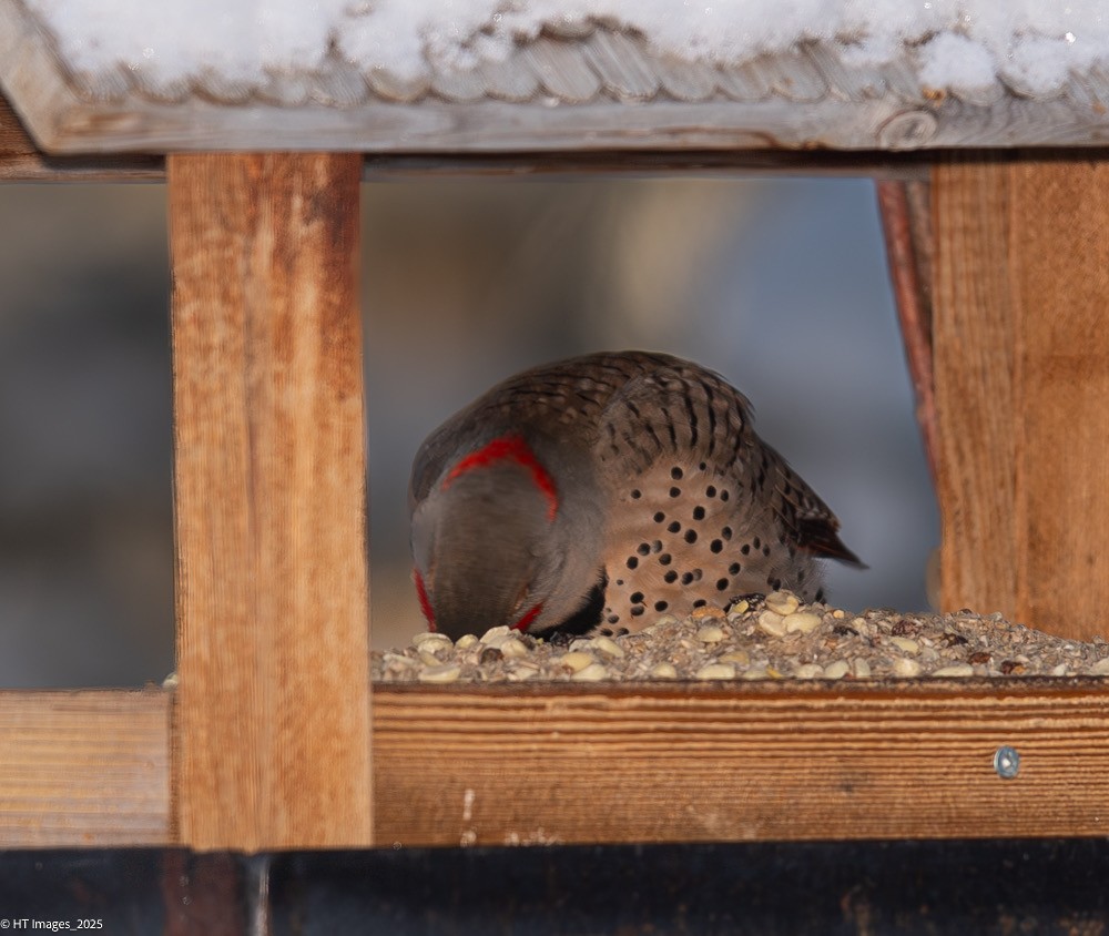 Northern Flicker (Yellow-shafted x Red-shafted) - ML646115436