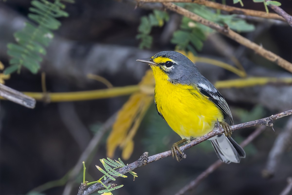 Adelaide's Warbler - ML646115440