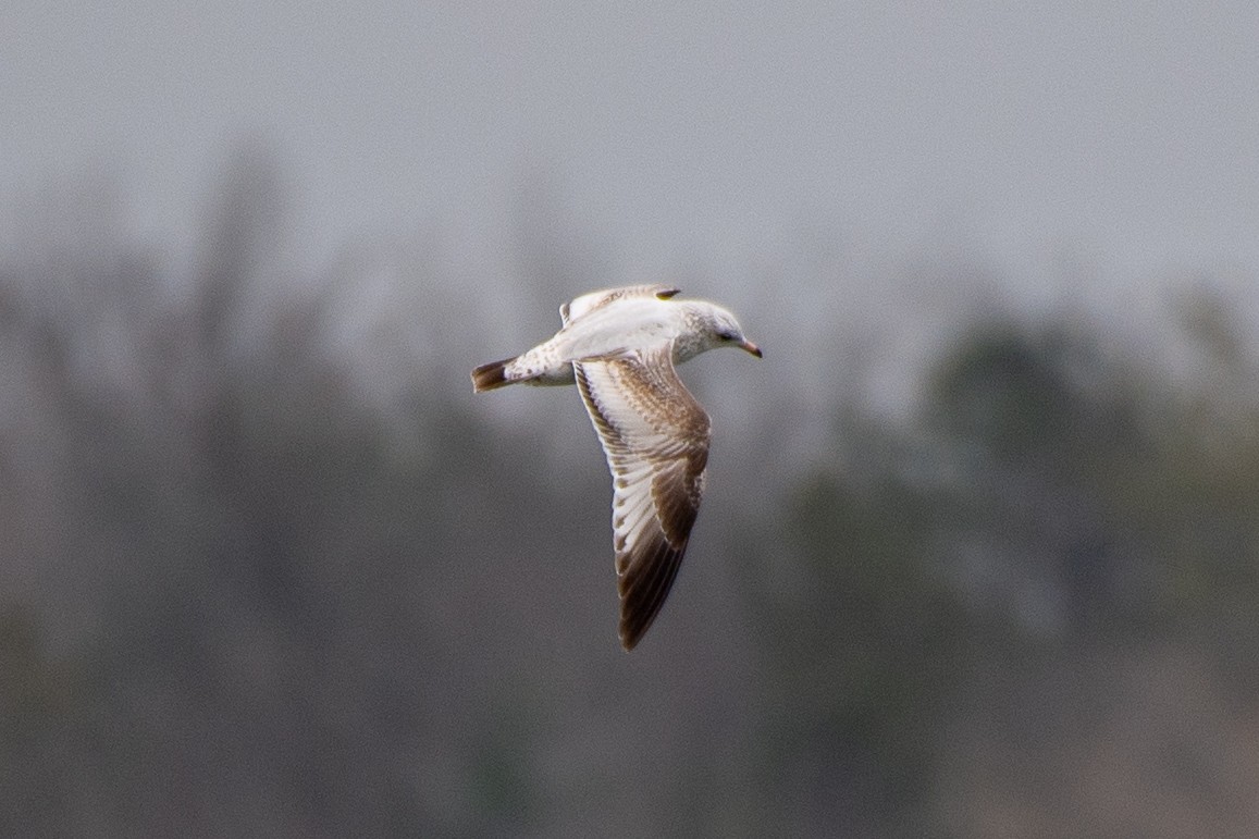 Ringschnabelmöwe - ML646115444