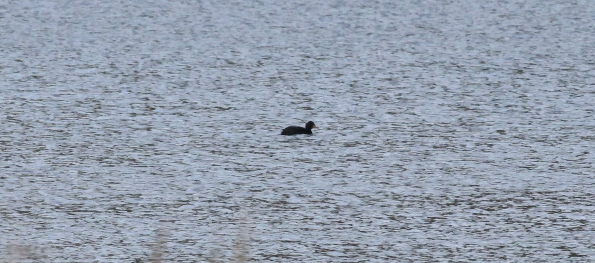 Ahatebeltz eurasiarra - ML646115447