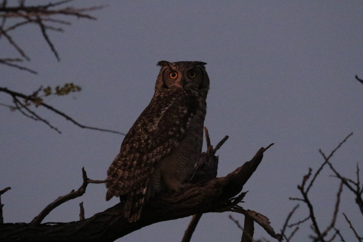 Пугач африканський - ML646115450