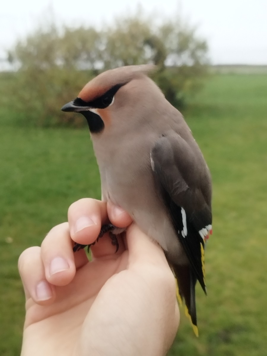 Ampelis Europeo - ML646115451