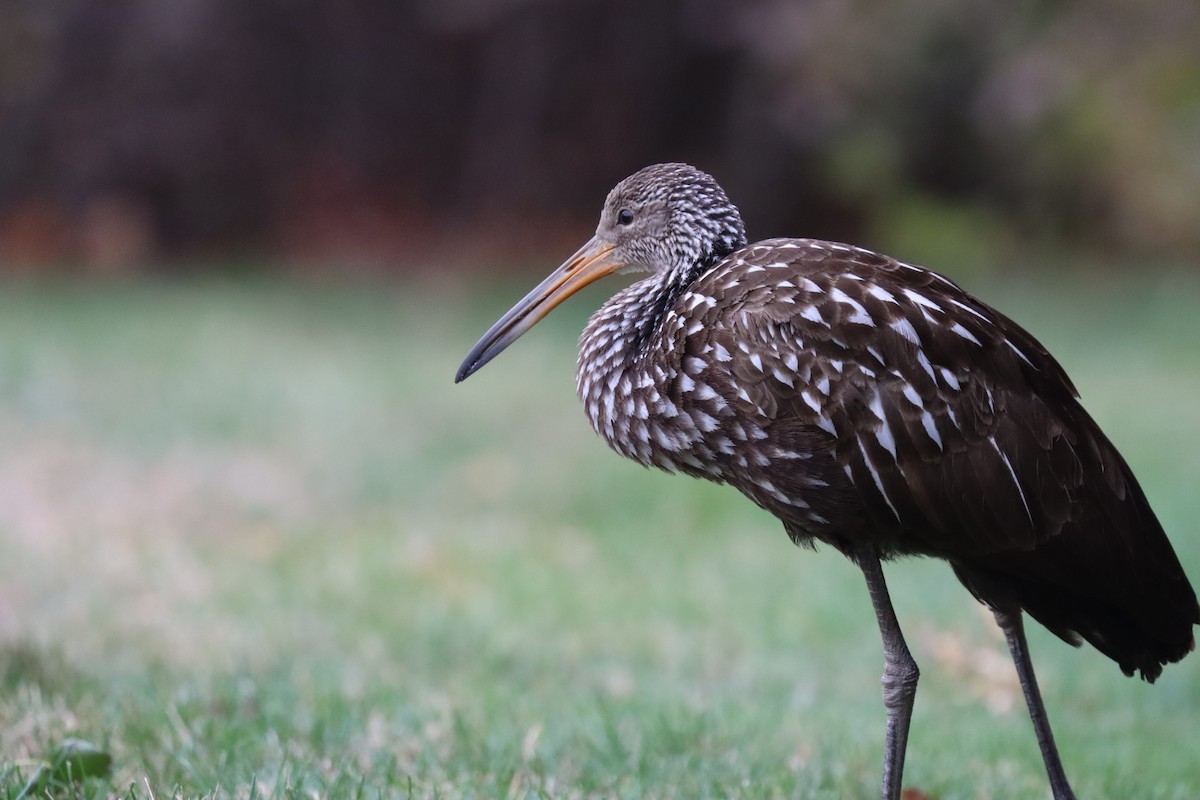 ツルモドキ（pictus グループ） - ML646115452