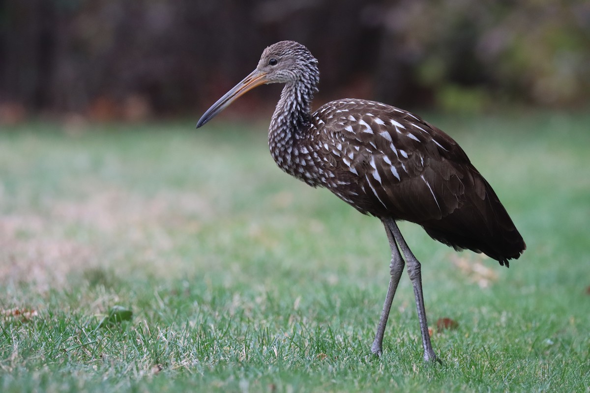 ツルモドキ（pictus グループ） - ML646115453