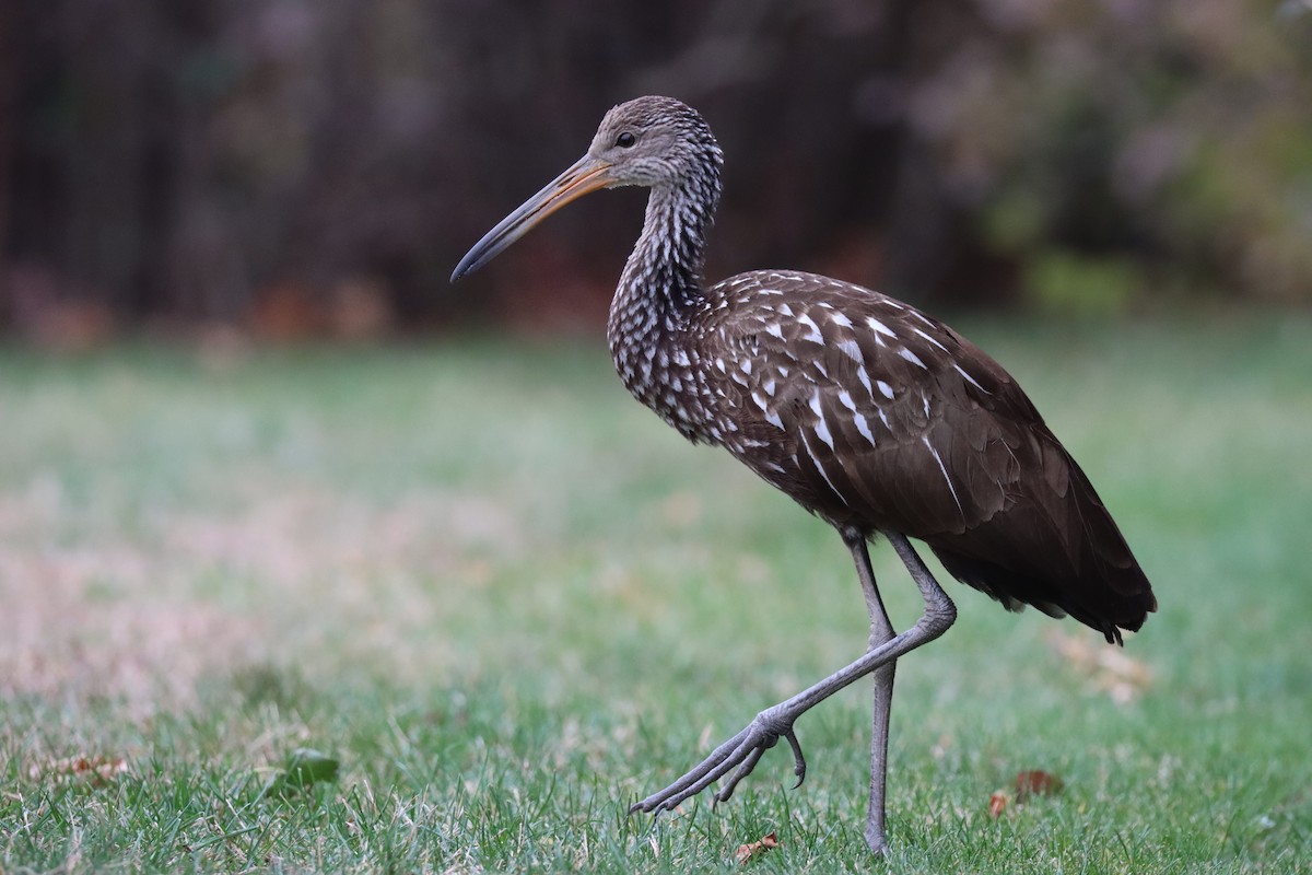 ツルモドキ（pictus グループ） - ML646115455