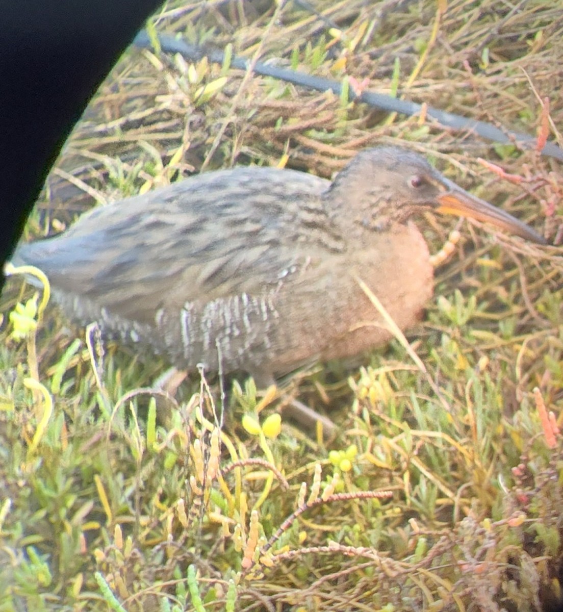 Ridgway's Rail - ML646115459