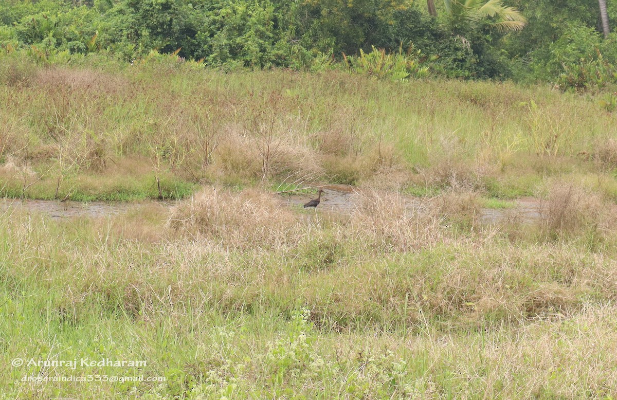 Glossy Ibis - ML646115461