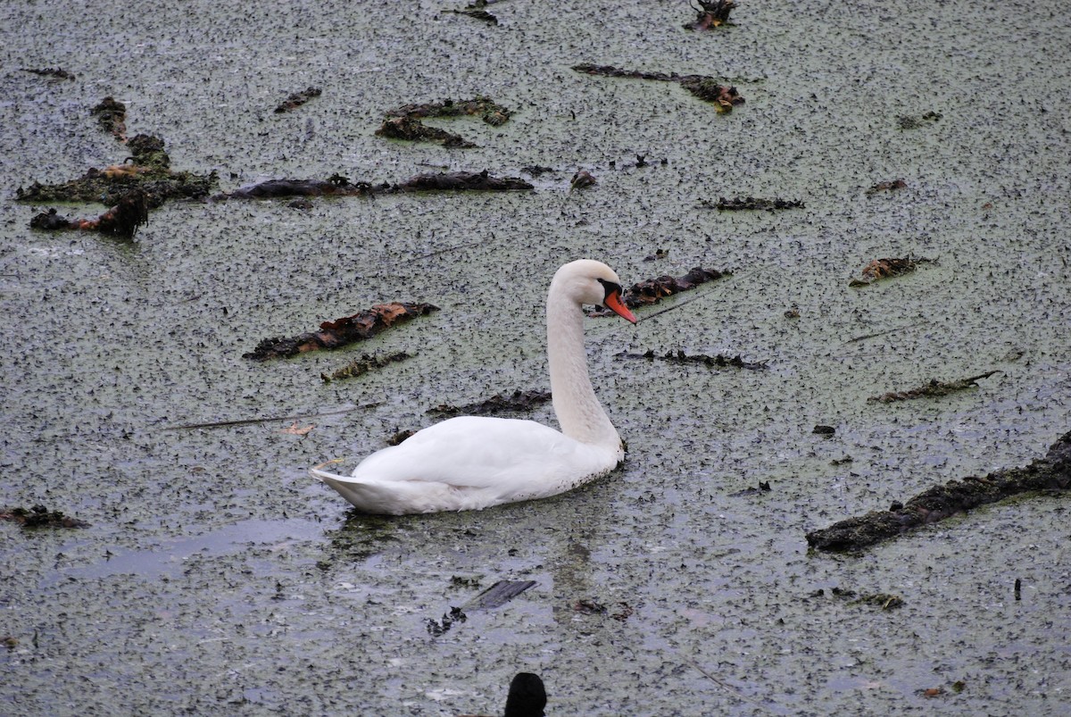 Mute Swan - ML646115462