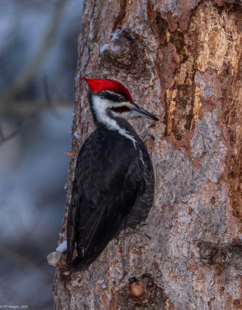 Pileated Woodpecker - ML646115463