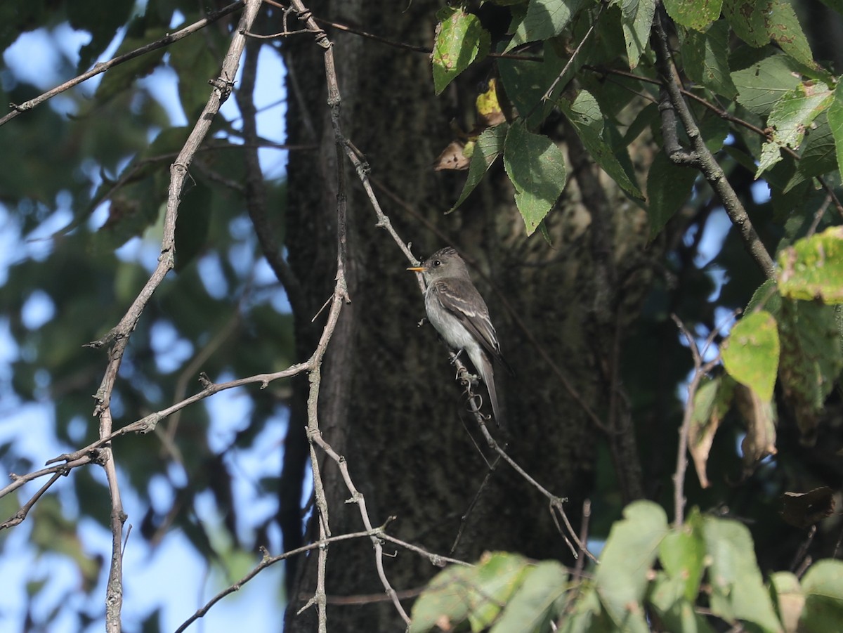 Pibí Oriental - ML646115465