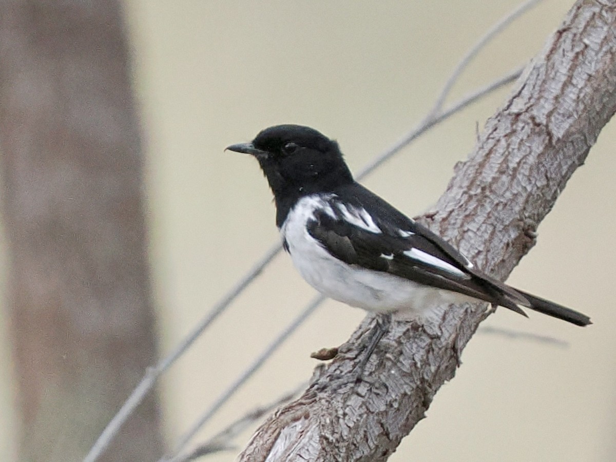 Hooded Robin - ML646115474