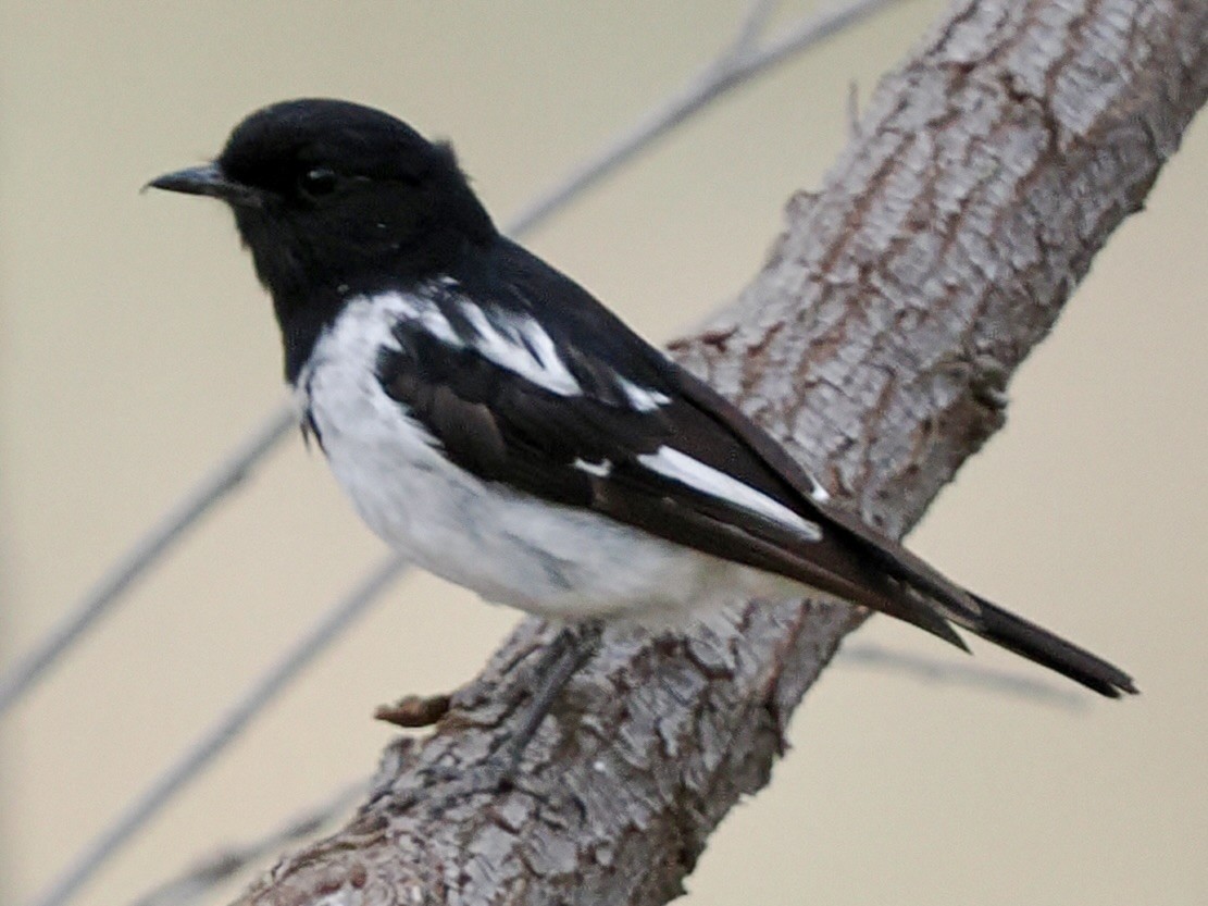 Hooded Robin - ML646115475