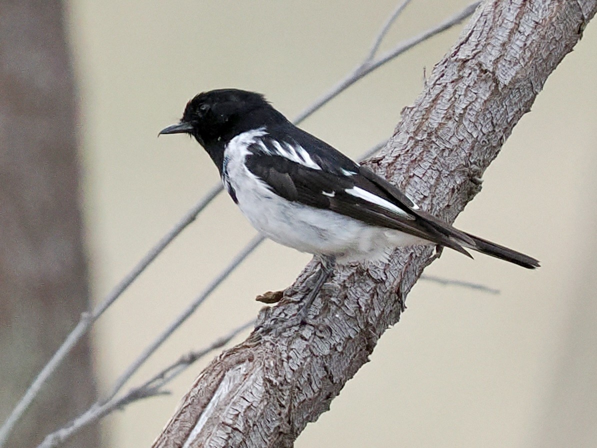 Hooded Robin - ML646115476