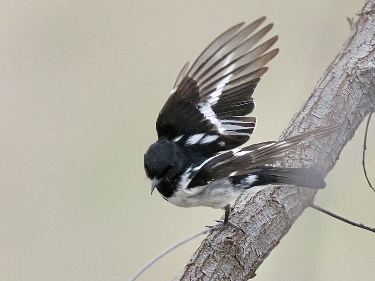 Hooded Robin - ML646115477