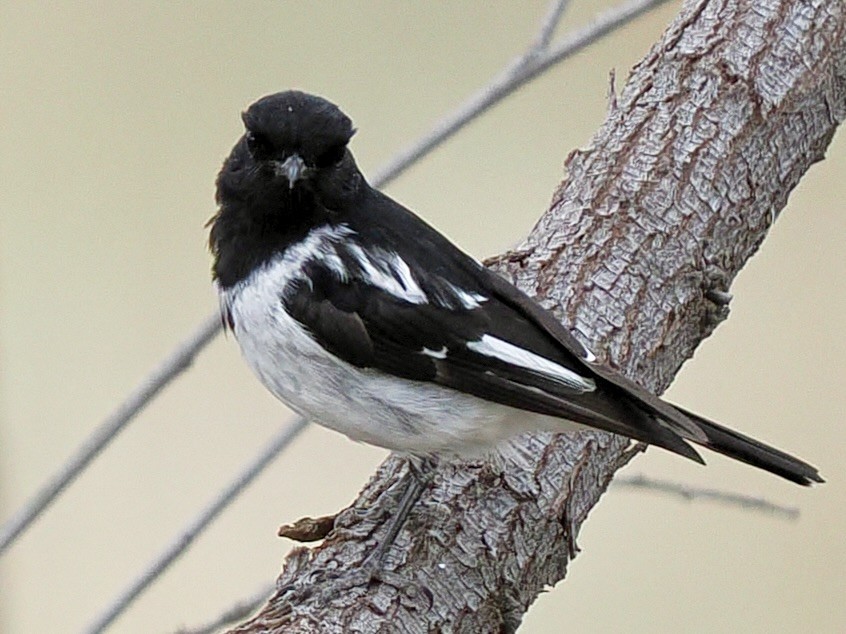 Hooded Robin - ML646115478