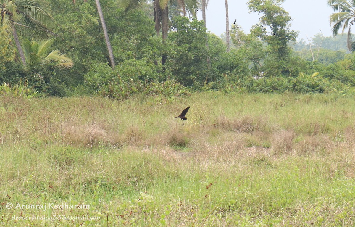 Glossy Ibis - ML646115482