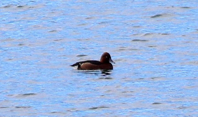 Ferruginous Duck - ML646115488