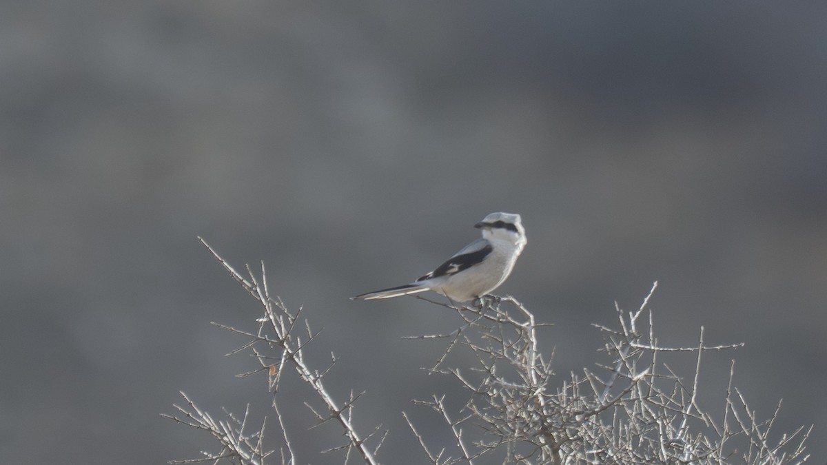 Great Gray Shrike - ML646115489