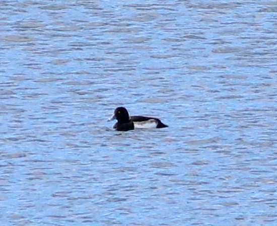 Tufted Duck - ML646115490