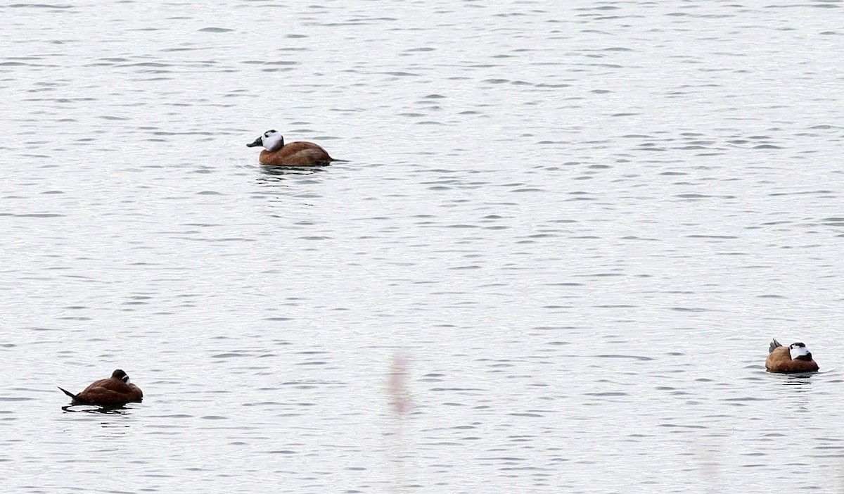 White-headed Duck - ML646115495