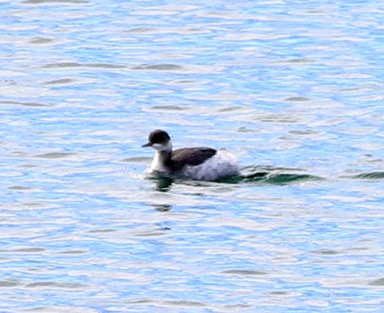 Eared Grebe - ML646115502