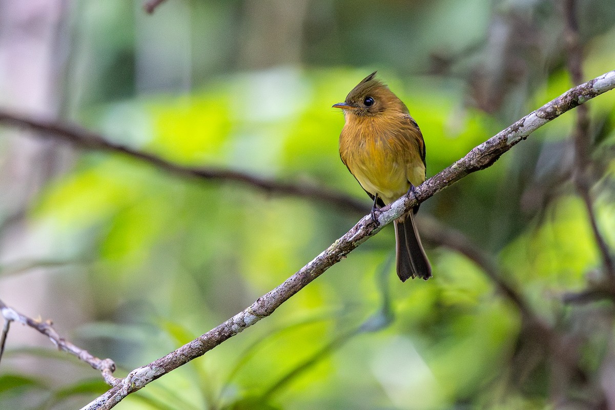Tufted Flycatcher (Costa Rican) - ML646115507