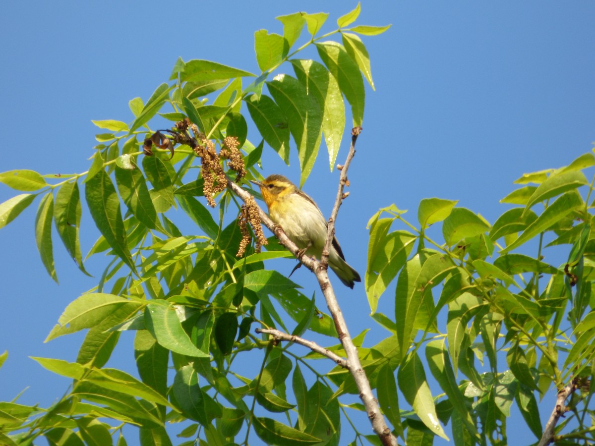 Reinita Gorjinaranja - ML646115513