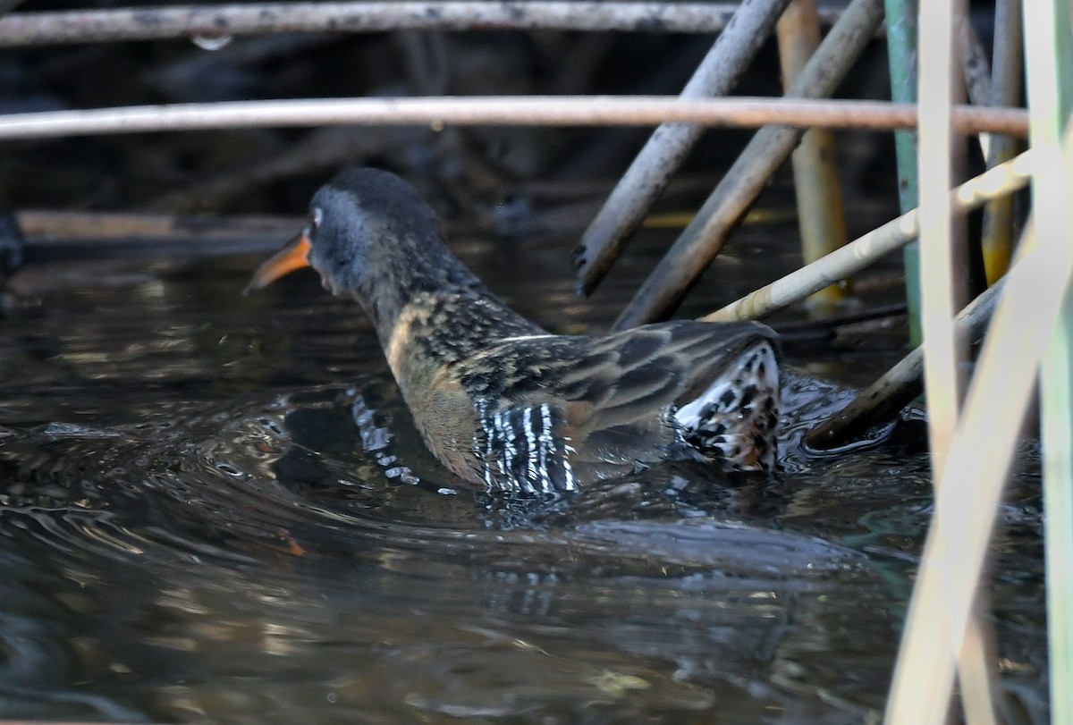 Пастушок віргінський - ML646115517
