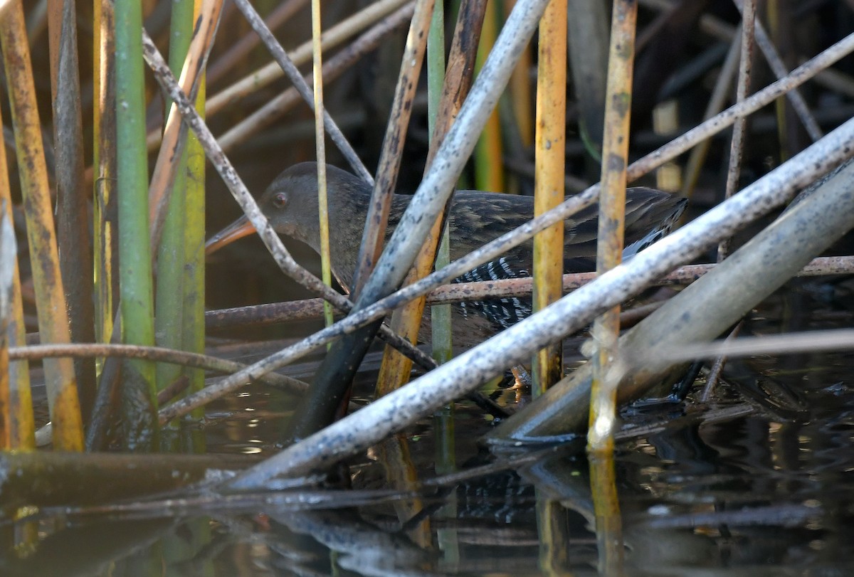Пастушок віргінський - ML646115518