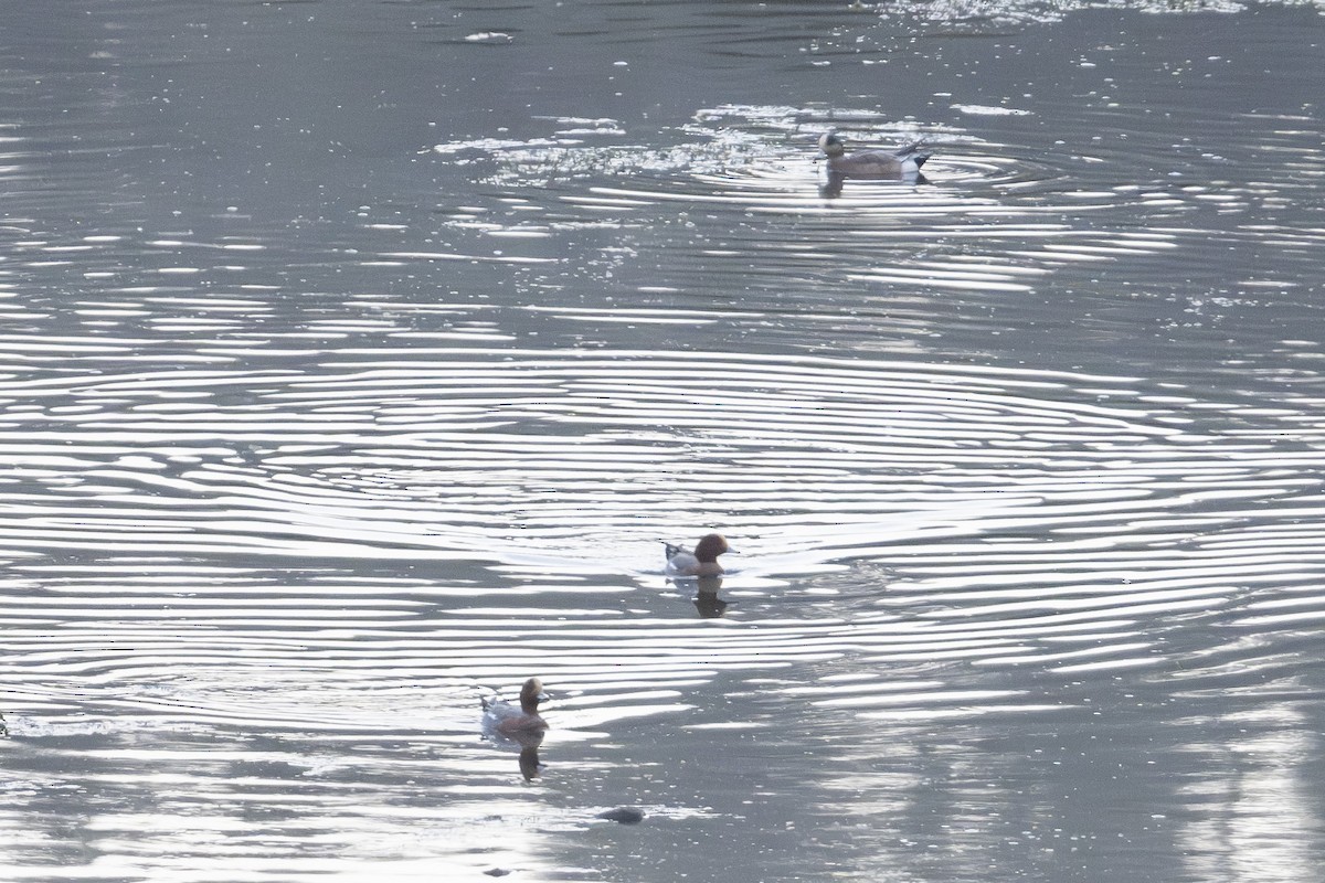 American Wigeon - ML646115521