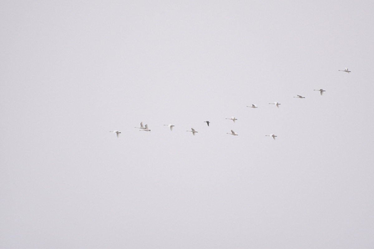 Tundra Swan (Whistling) - ML646115523