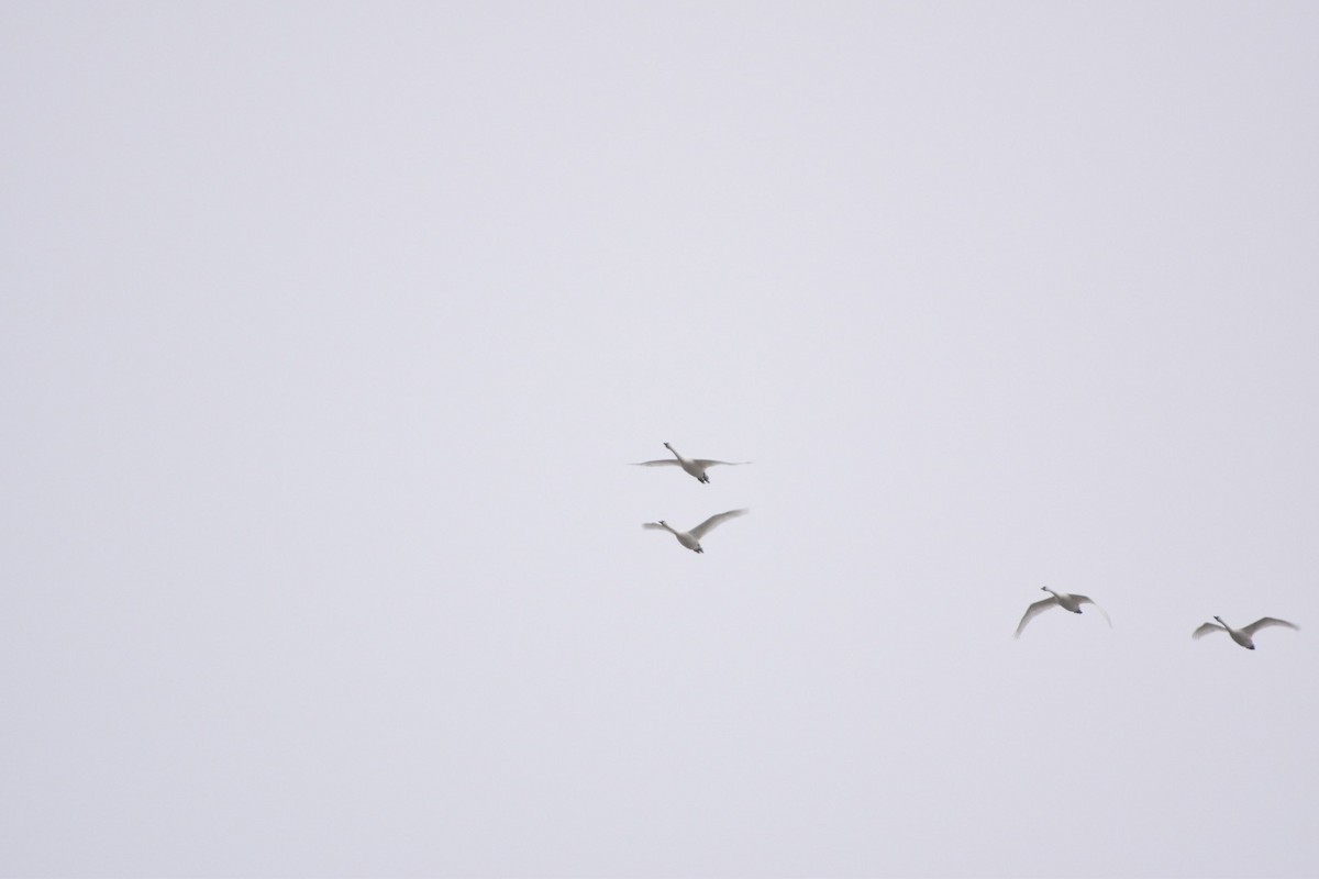 Tundra Swan (Whistling) - ML646115524