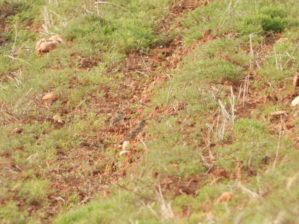 חוגת עצים - ML646115525