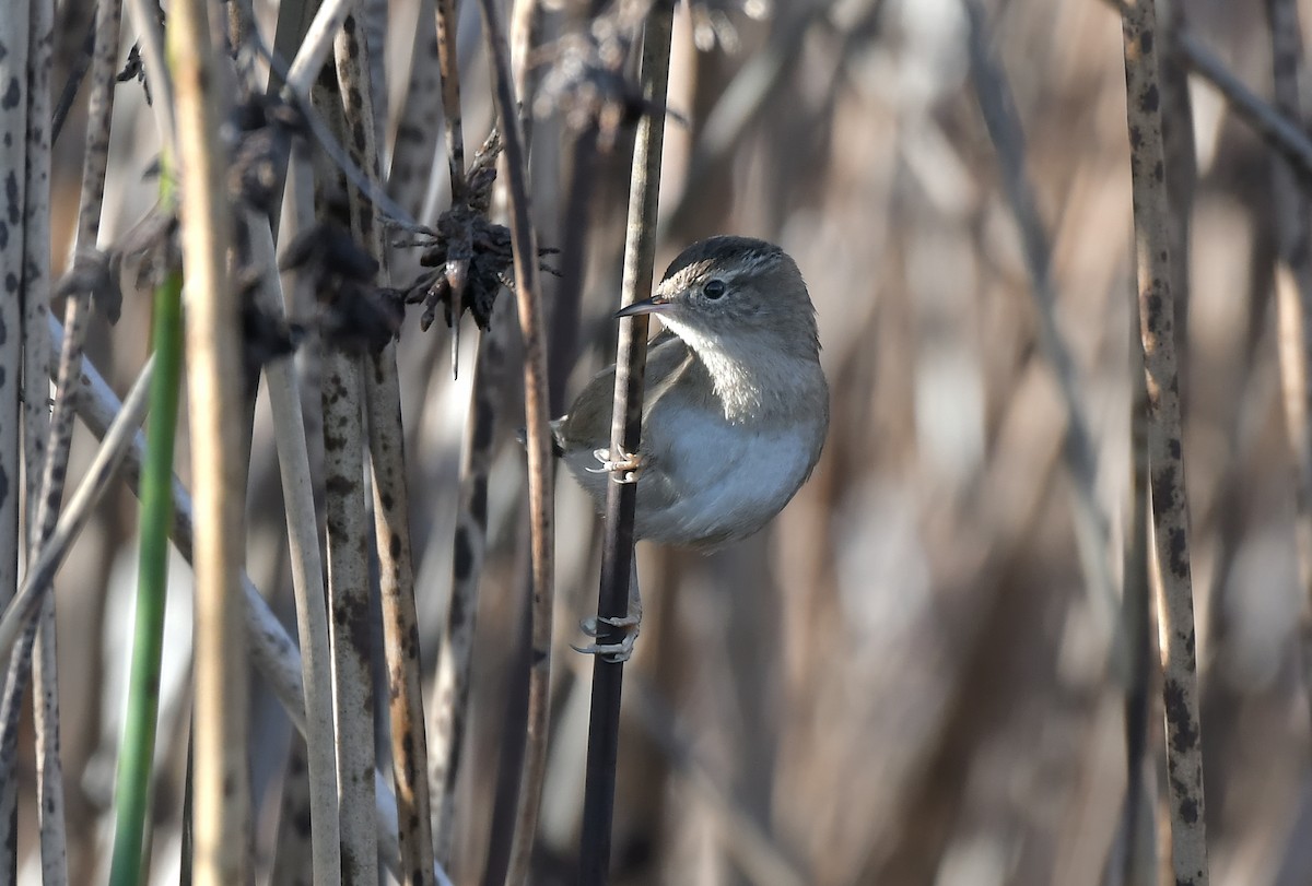 Marsh Wren - ML646115534