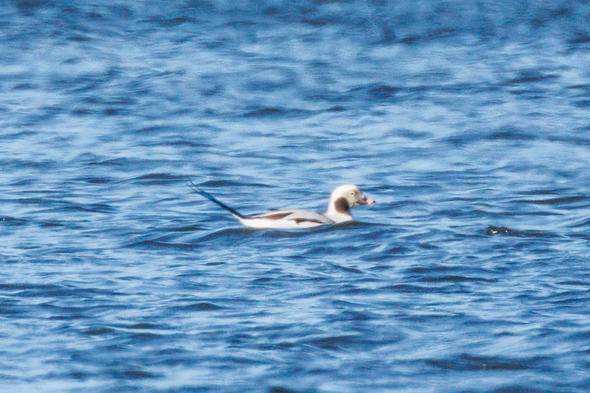 Long-tailed Duck - ML646115535