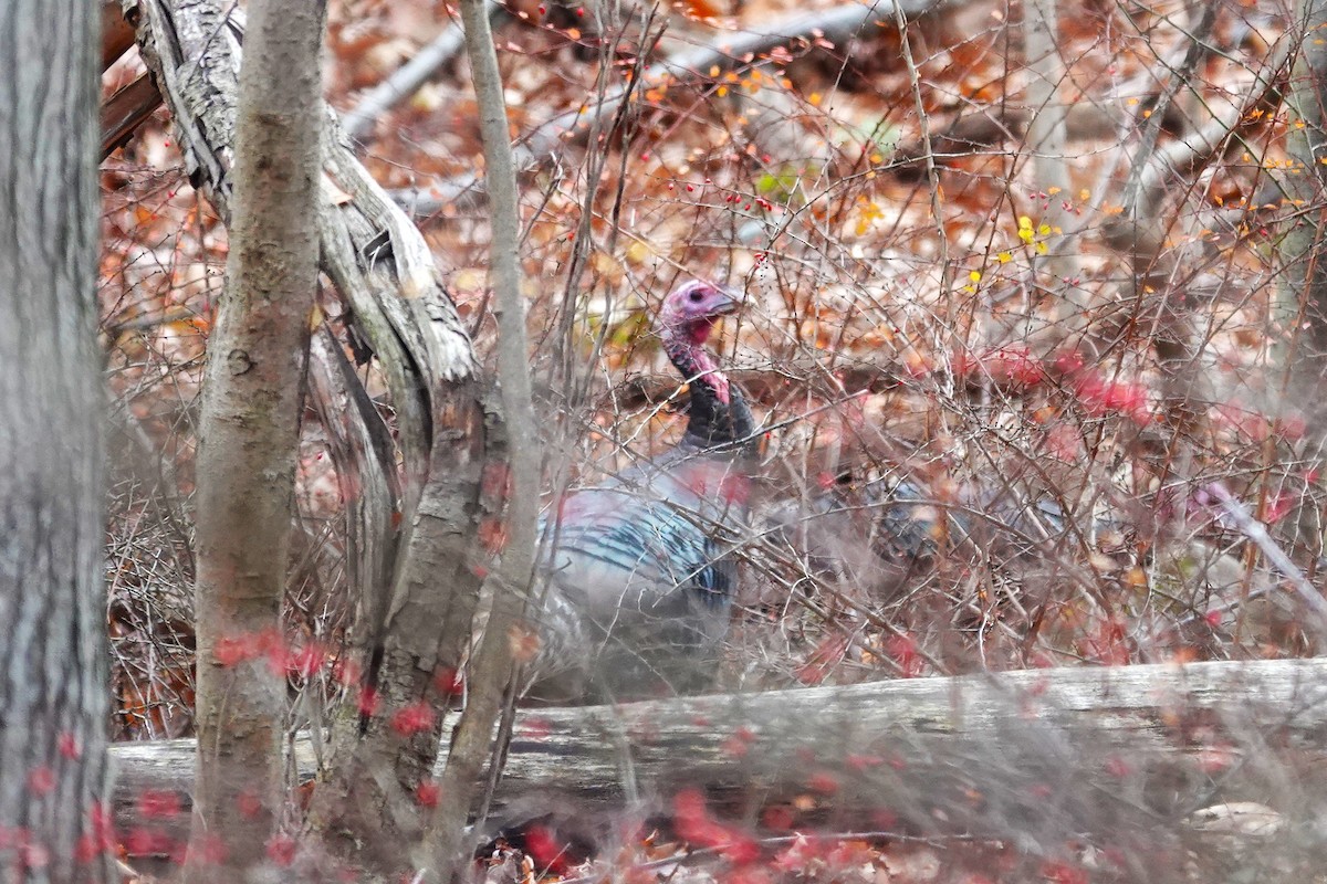 Wild Turkey - ML646115536