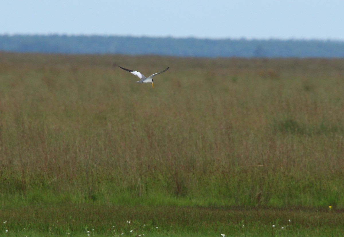 Large-billed Tern - ML646115539
