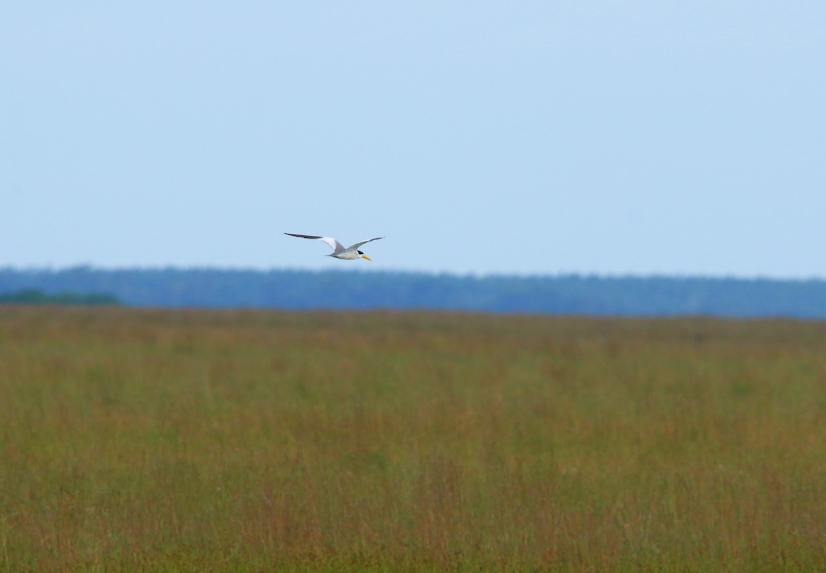 Large-billed Tern - ML646115540