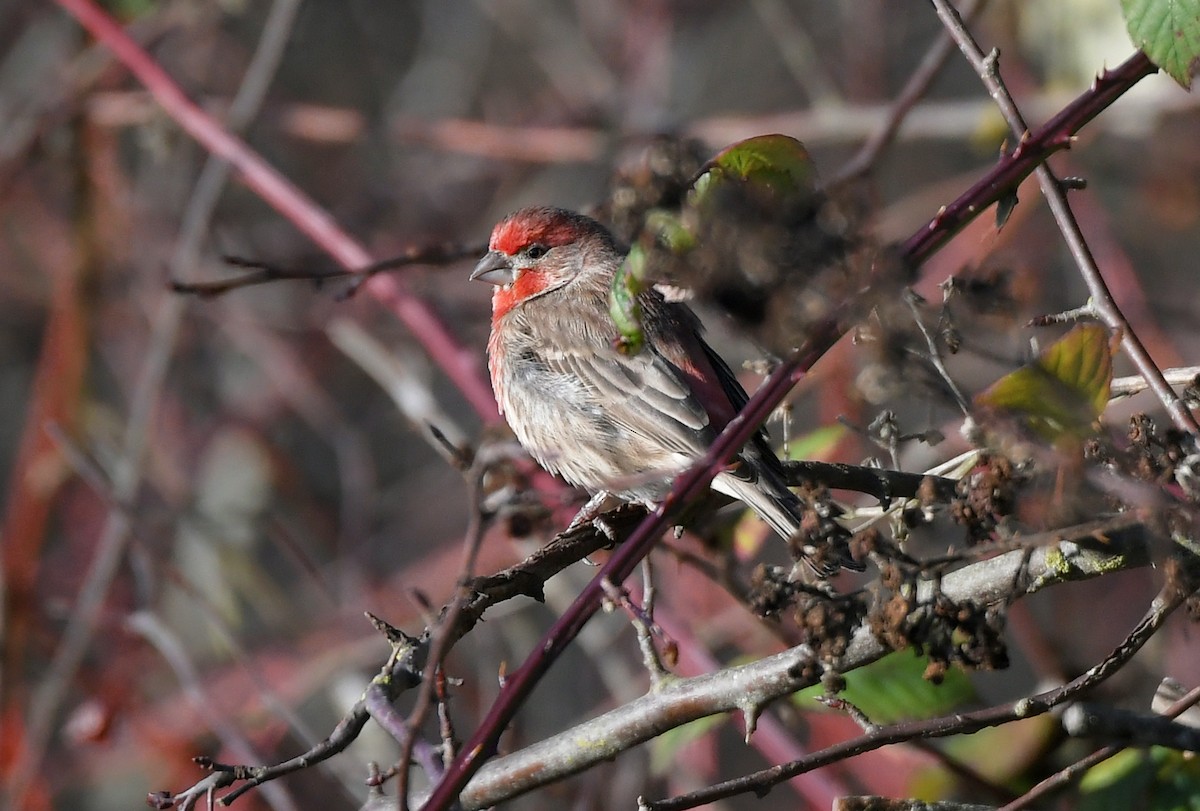 Мексиканская чечевица - ML646115542