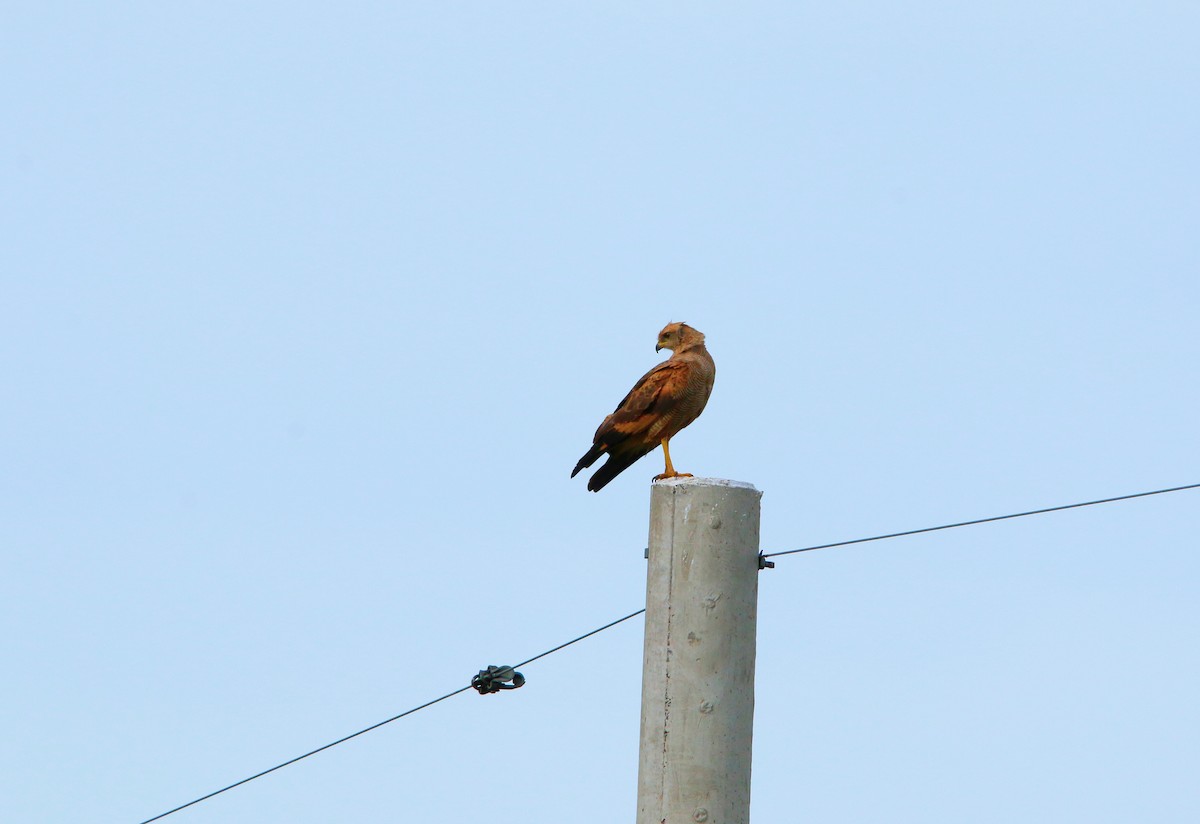 Саванный крабоед - ML646115560