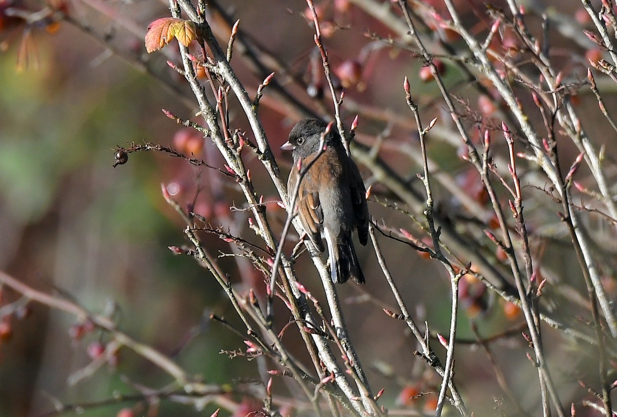 Dark-eyed Junco - ML646115561