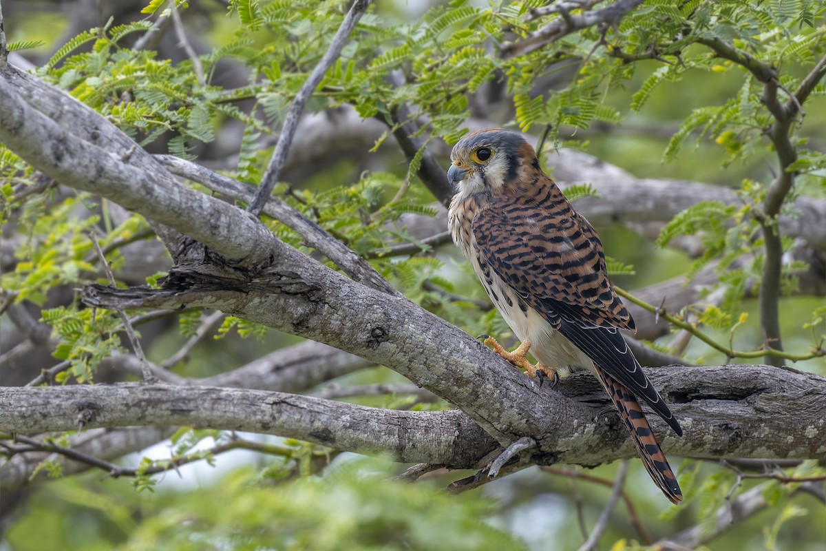 American Kestrel - ML646115566