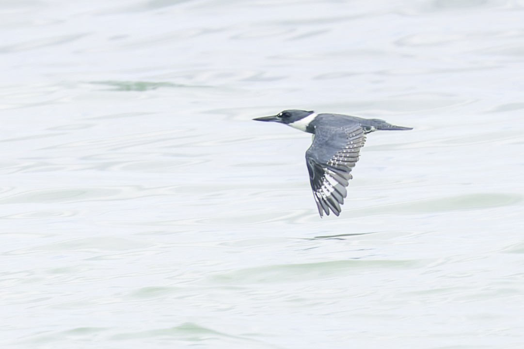 Belted Kingfisher - ML646115569