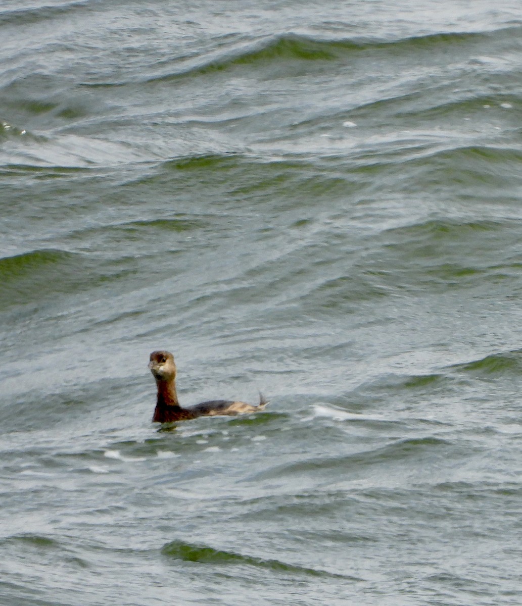 Grèbe à bec bigarré - ML646115571