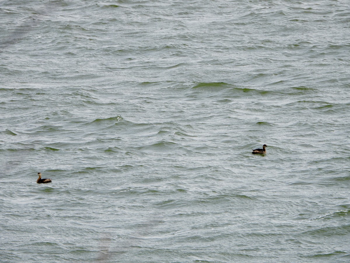 Grèbe à bec bigarré - ML646115573